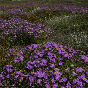 Senecio elegans